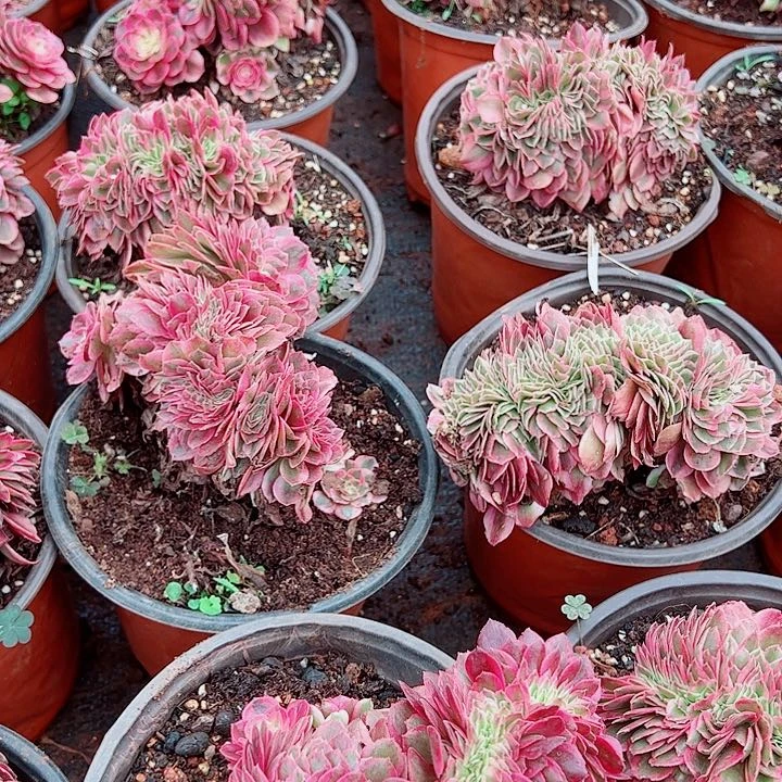 荔枝缀多肉植物大战
