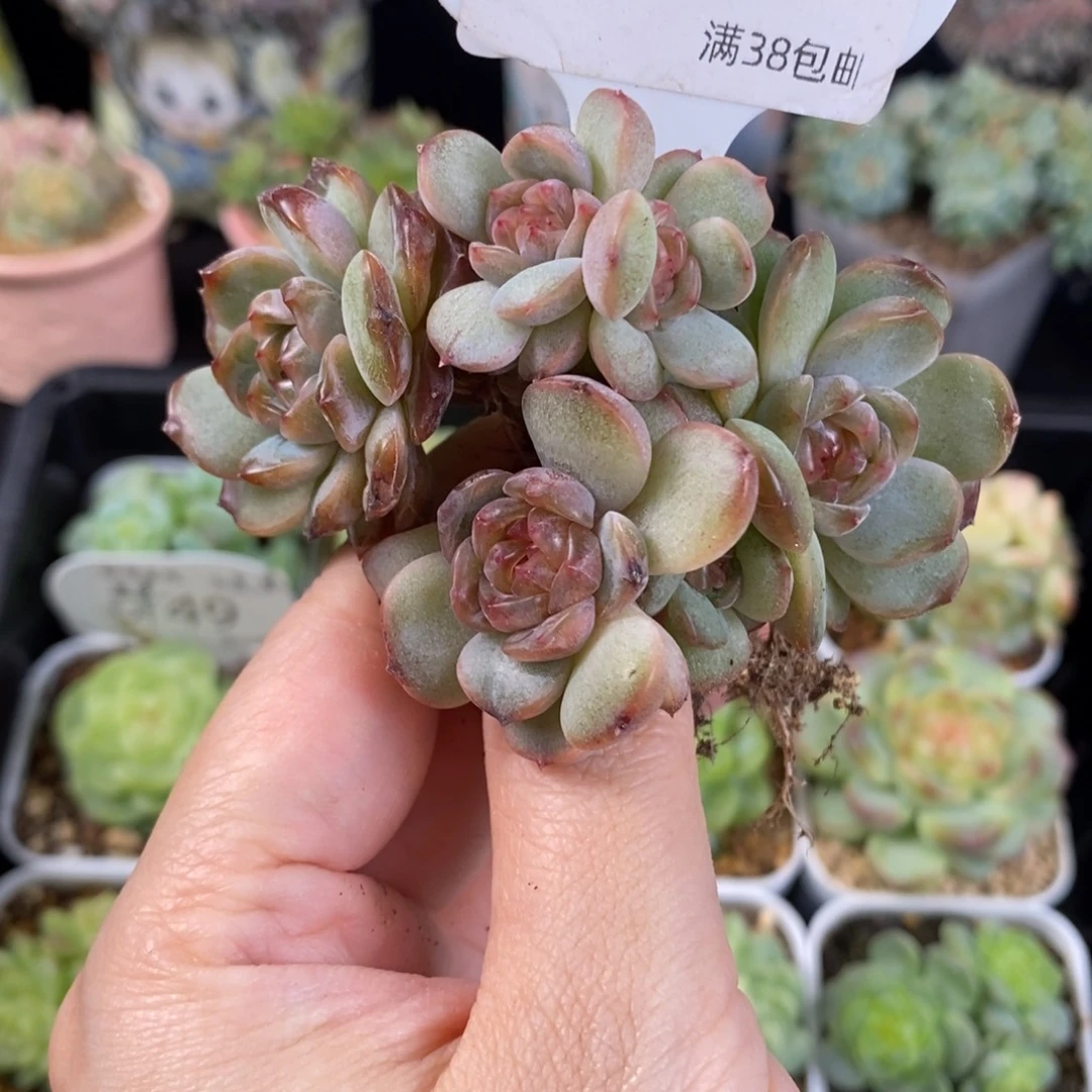 红恋七头群一颗145号