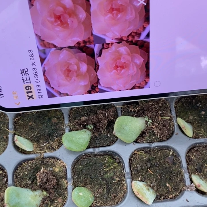 芷尧x19芽苗一个多肉