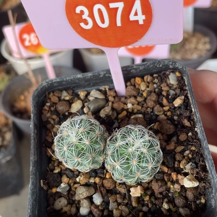 实生白琥娇丽双头3074