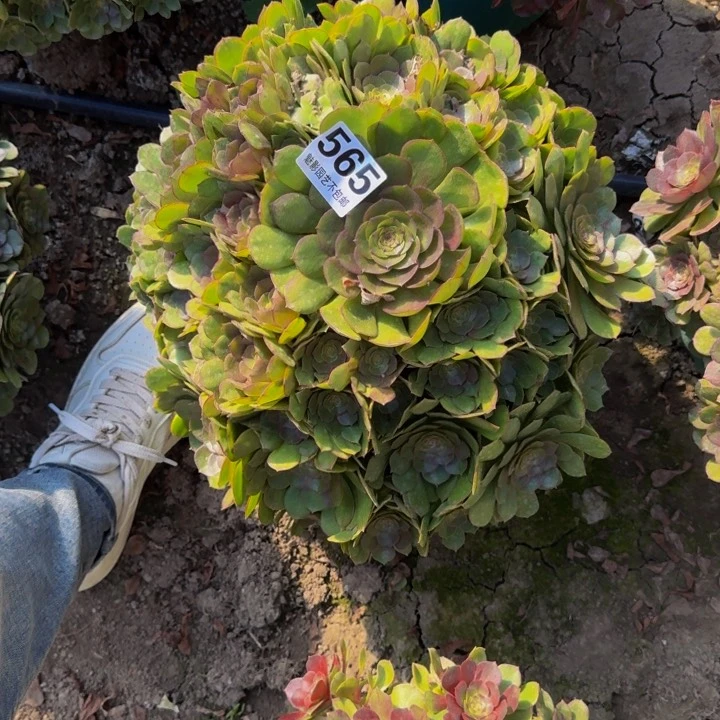 万圣节花27-41包邮花花