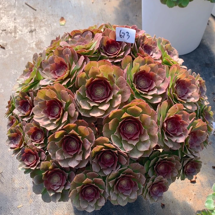 673红心沙拉碗法师多肉