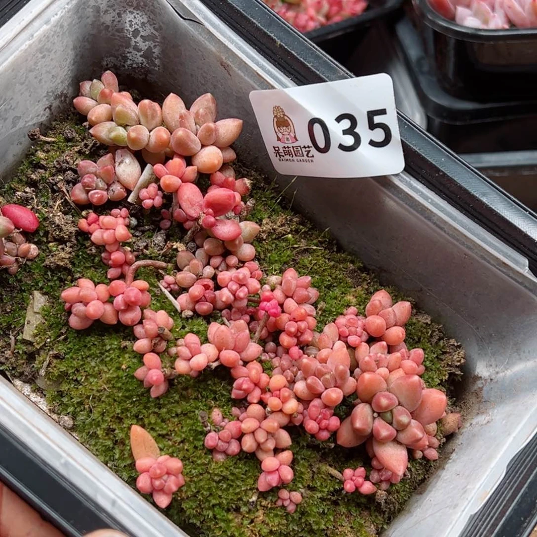 感*多肉植物多肉植物