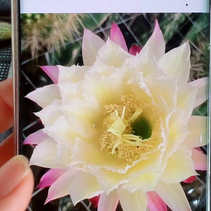 毛花柱3-044侧芽拍一发二