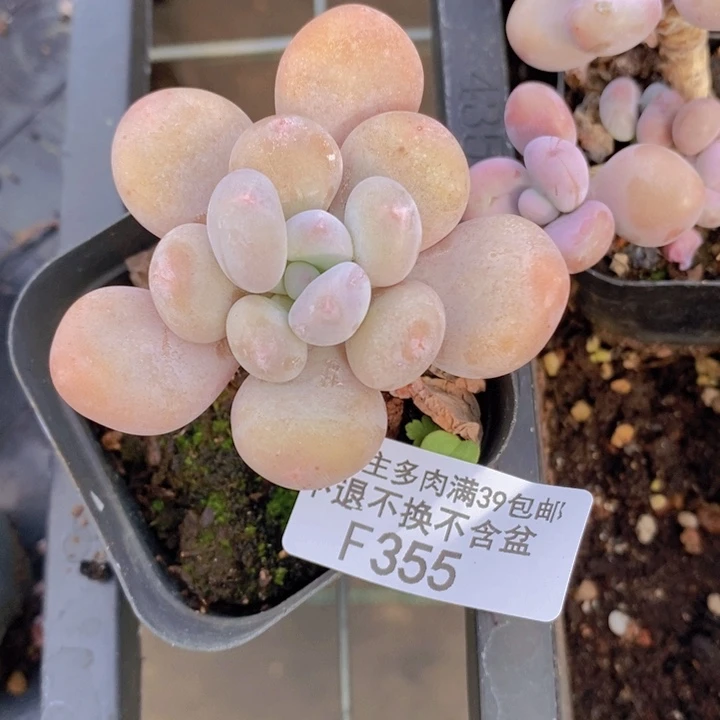 蛋黄奶355多肉植物