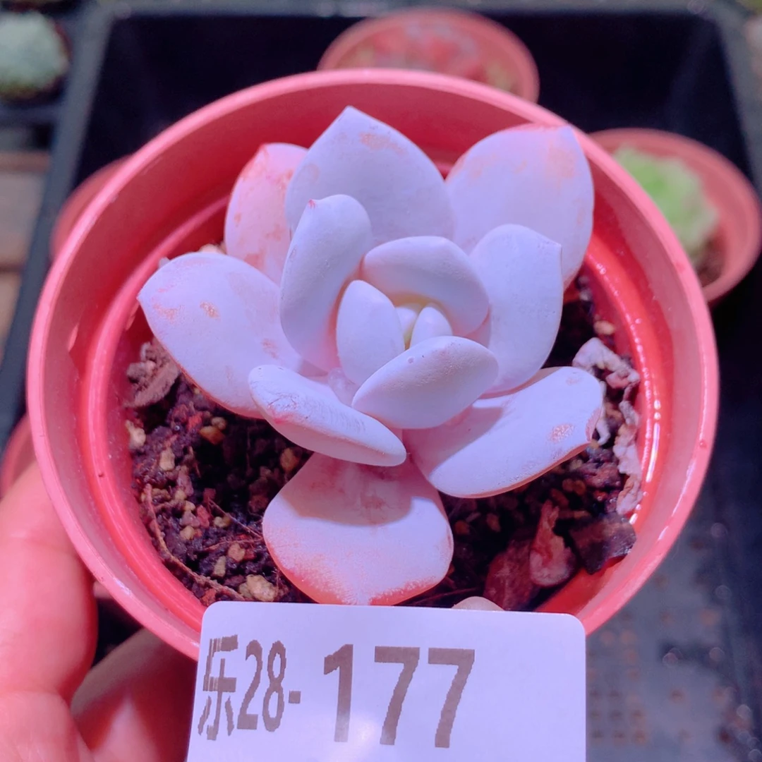 乐然28-177 粉雪莲