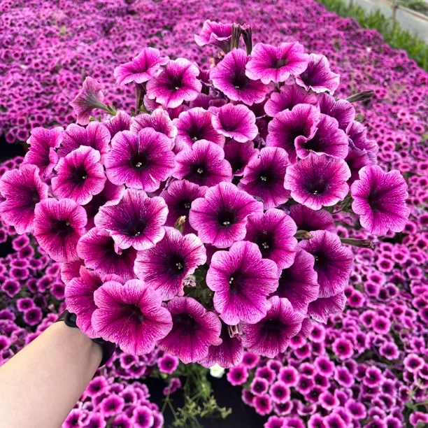 大苗牵牛花盆栽重瓣矮牵牛花苗垂吊花卉庭院阳台