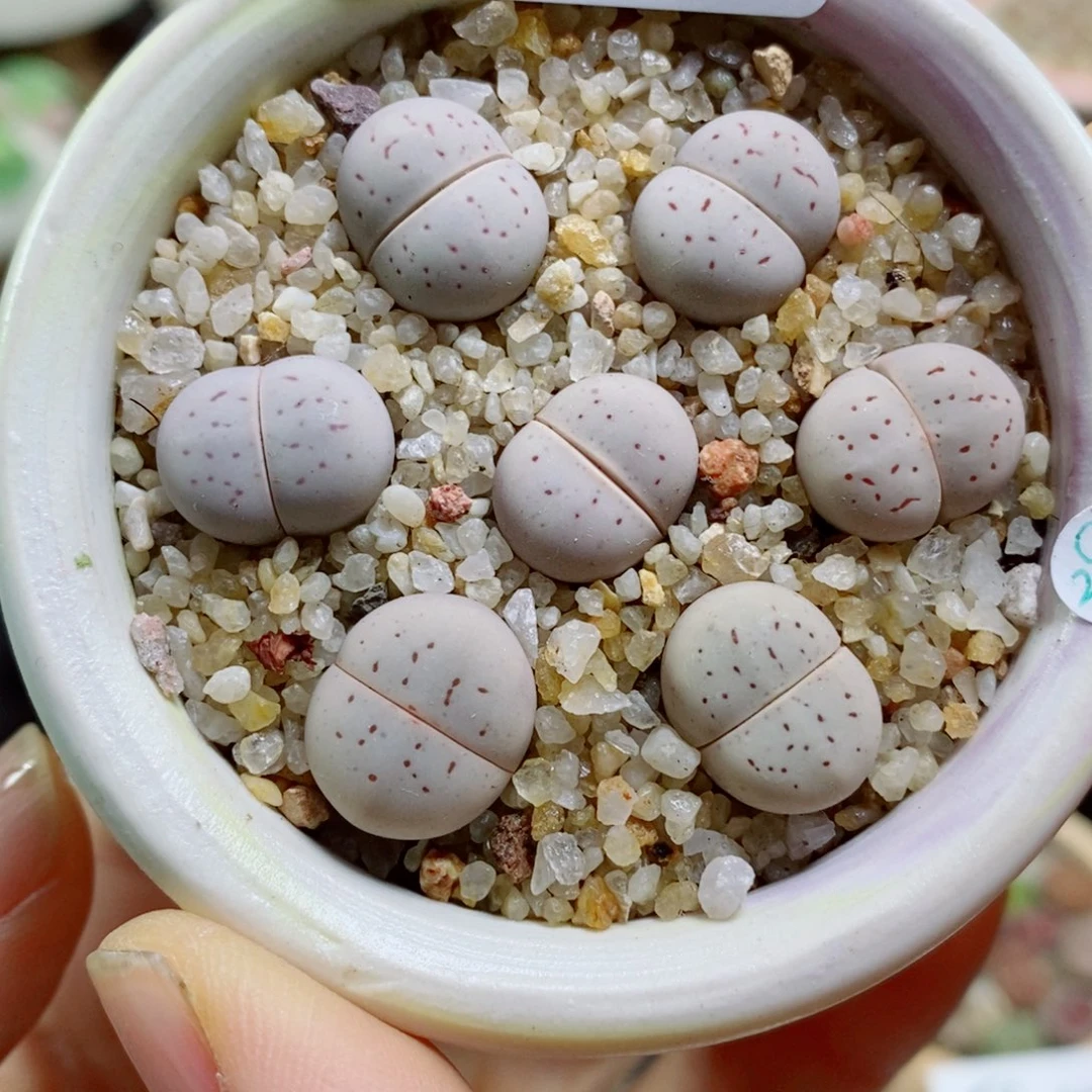 生石花花花花花花花973