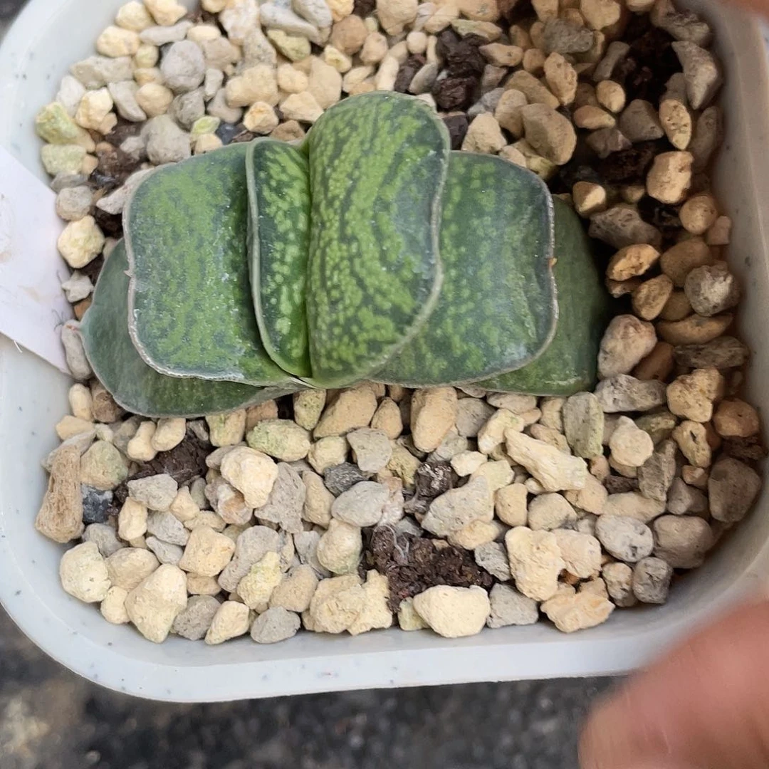 言***1言言拍脱土发货1111111