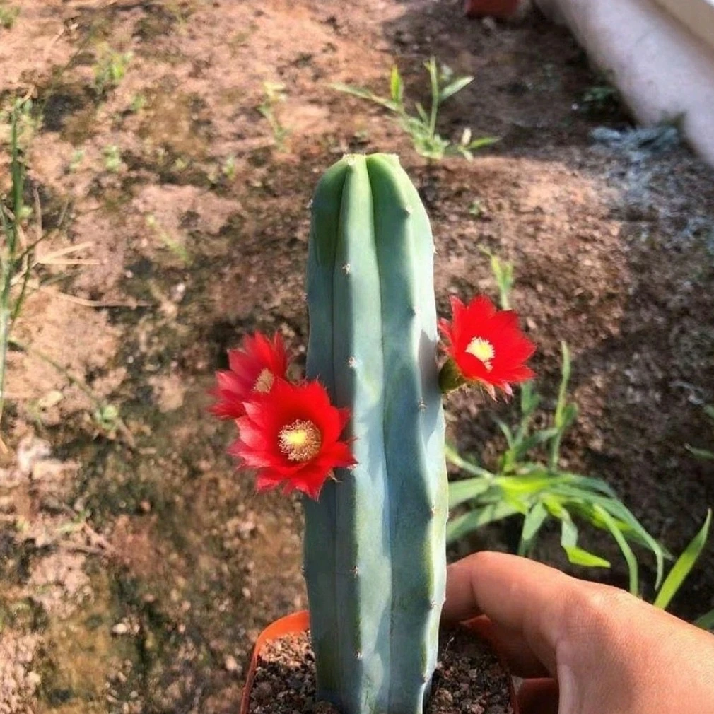 新品神木仙人柱量天尺仙人掌嫁接开花多肉植物室内防辐射好养盆栽