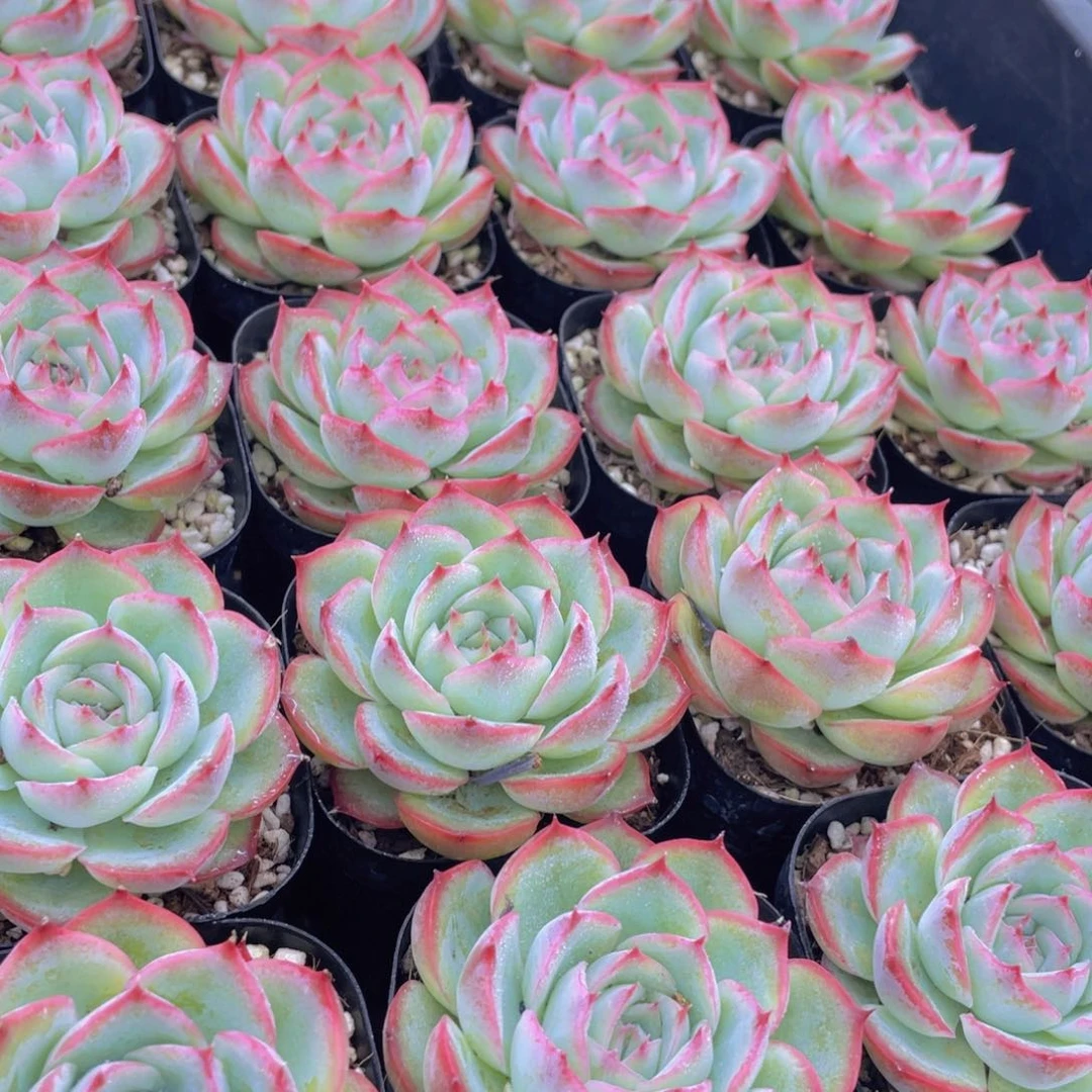 量拍37号 玫瑰花粉侧影单头一个