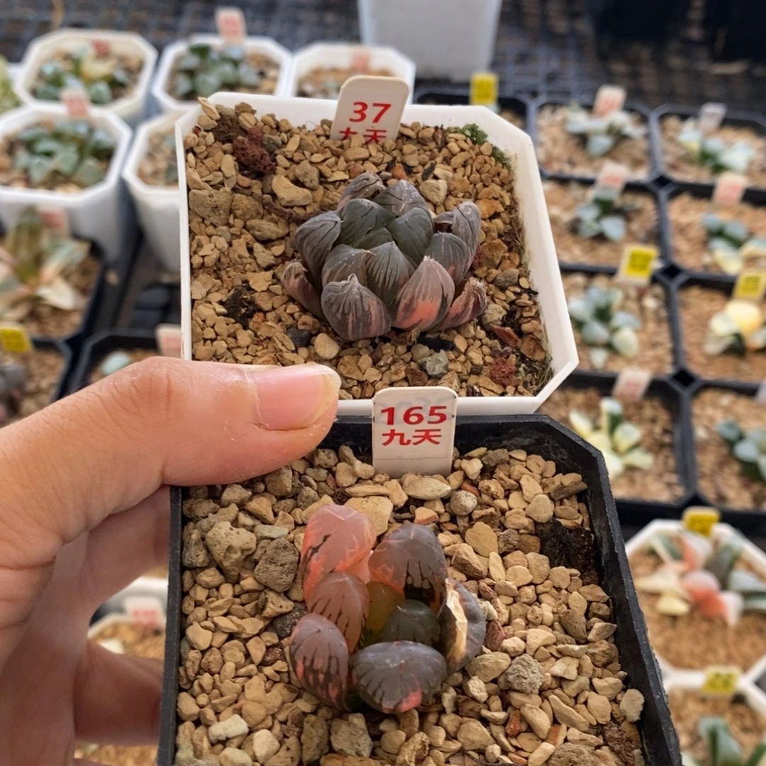 37号165号带盆发货