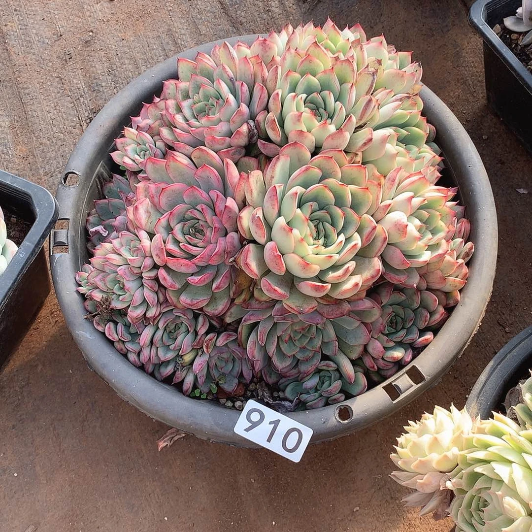 910荷花 一物一拍多肉