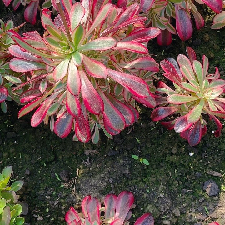 【闪购商品】香奈儿