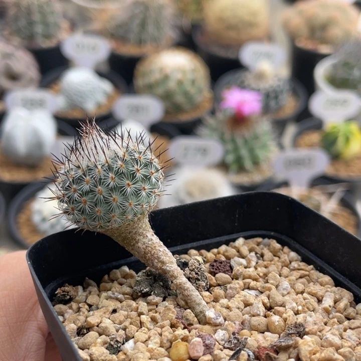 赤花美针玉         实生根