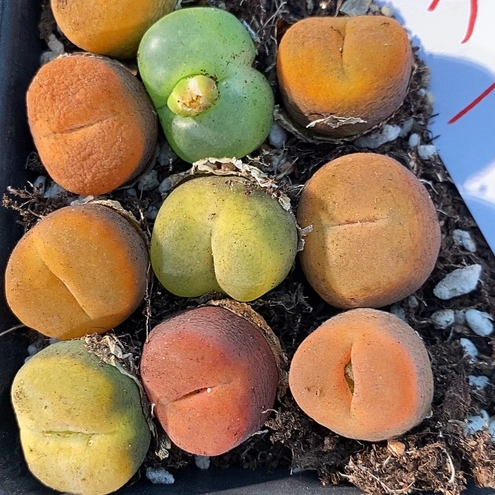 528丝绒彩蟠桃一组。