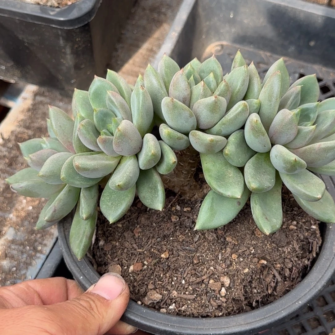 红象牙朵朵缀一物一拍包装收缩花旱