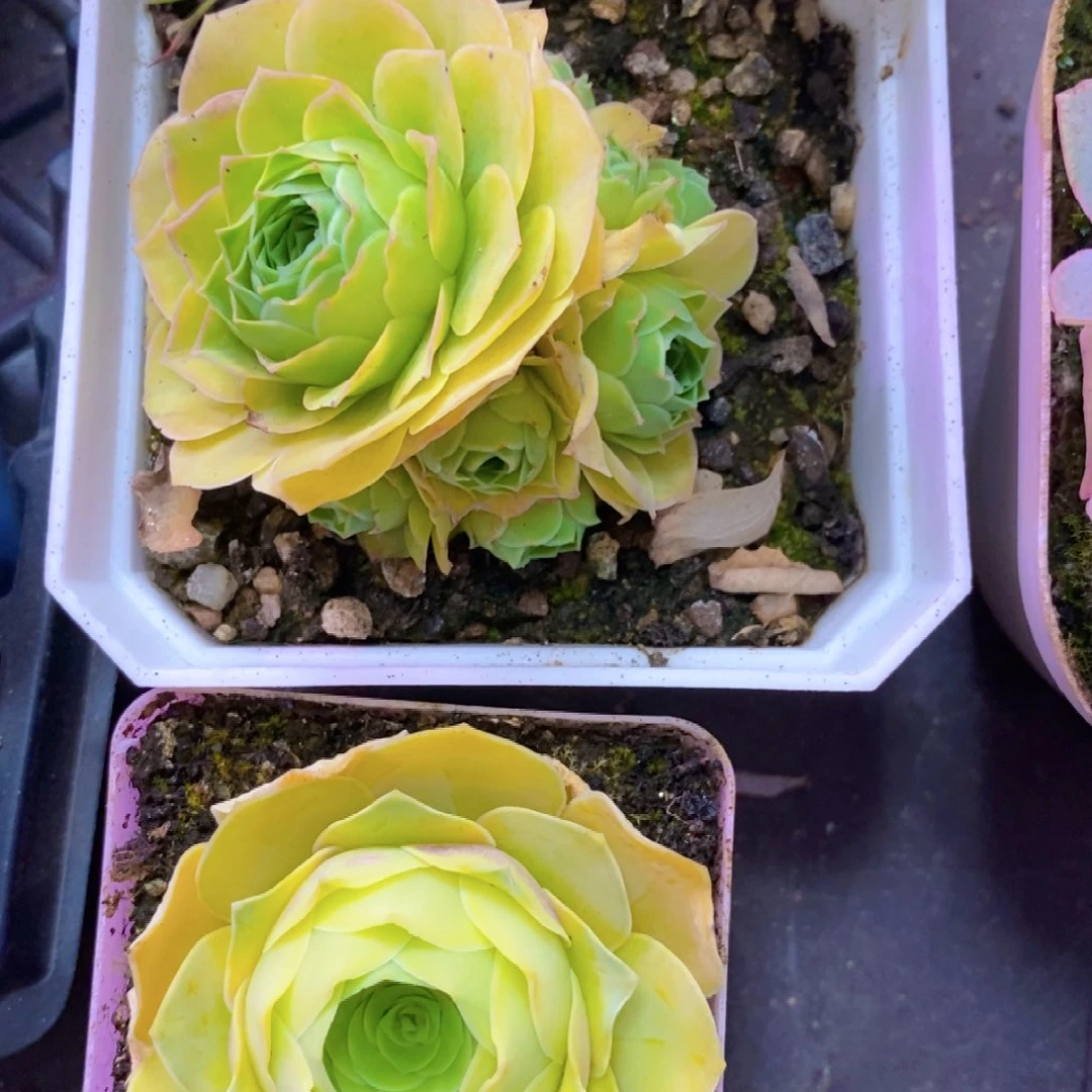 山地玫瑰下播福利一物一拍284绒宵乌龙