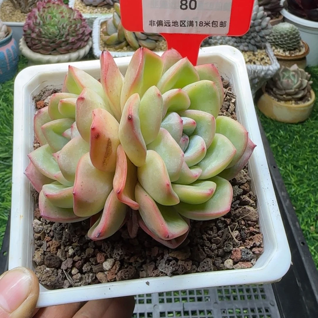 解忧植物多肉编号80