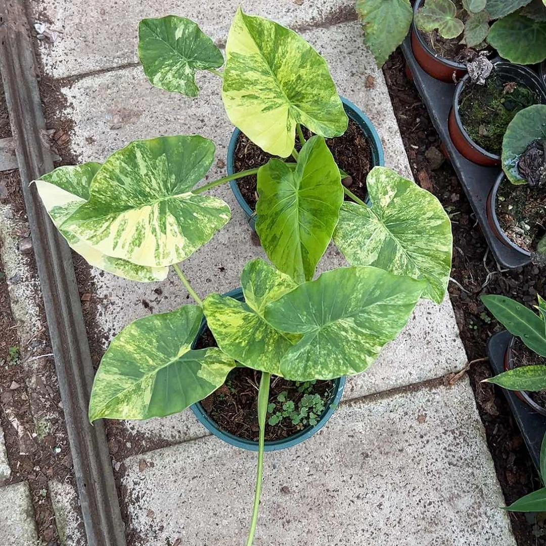 完全开放象耳芋随机发货不售后111