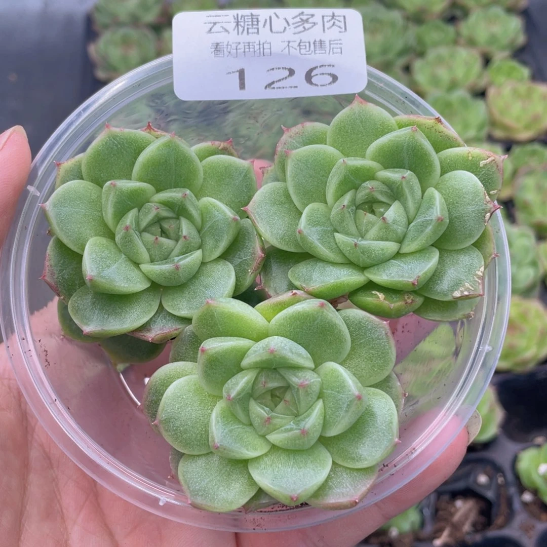 云糖心多肉植物126