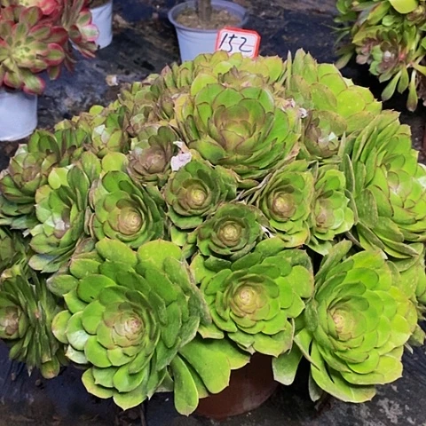 ?****?万圣节老桩大捧花152