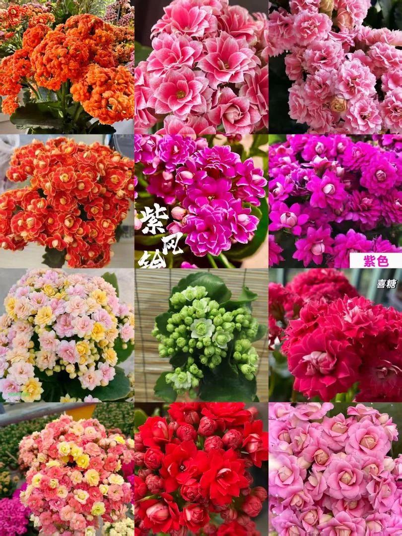 四季开花长寿花老根苗