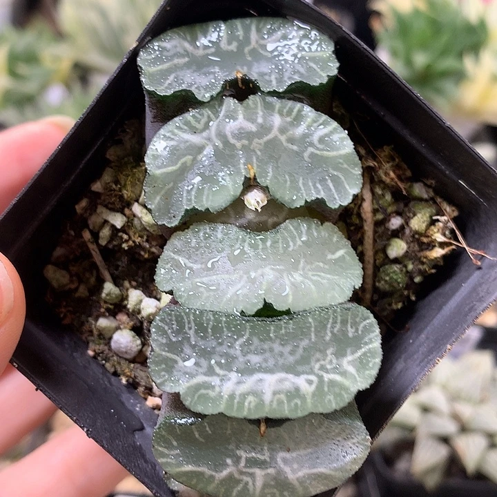 布袋盆大呼都可戳molu