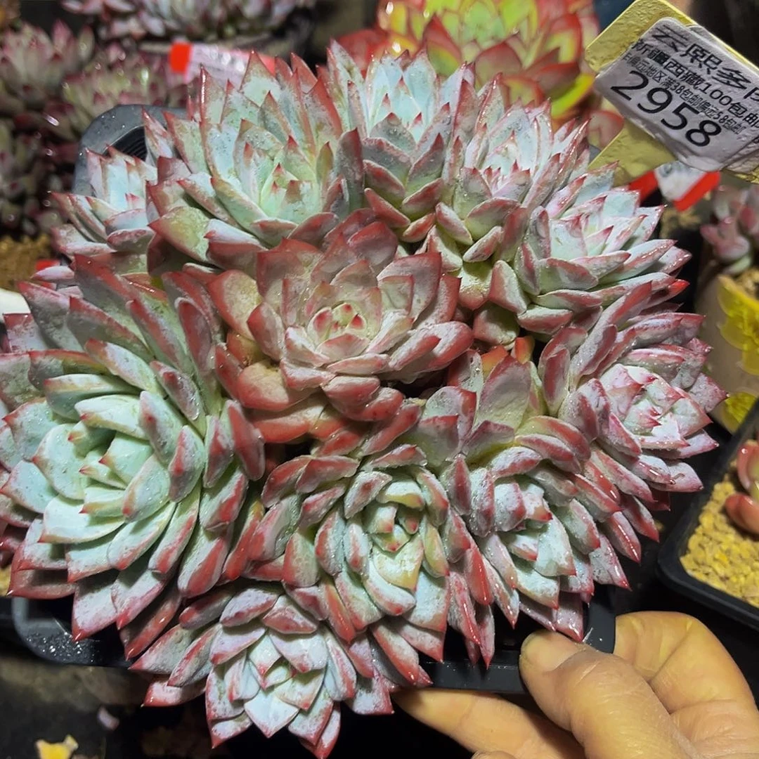 2958粉蓝鸟多肉植物