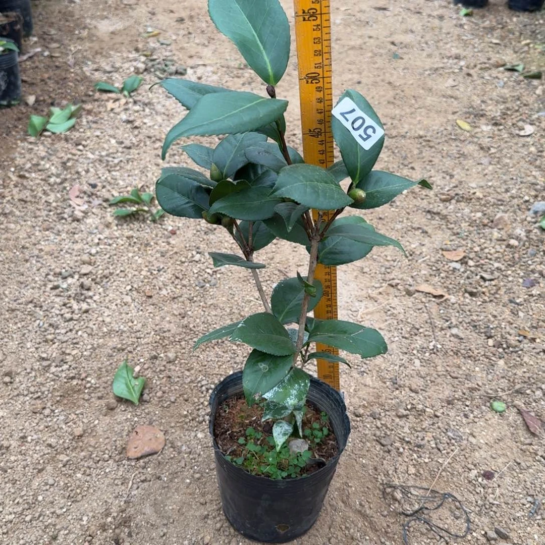 少量花朵（建议范围：2朵-5朵 或40%以下）507青黑不分花色