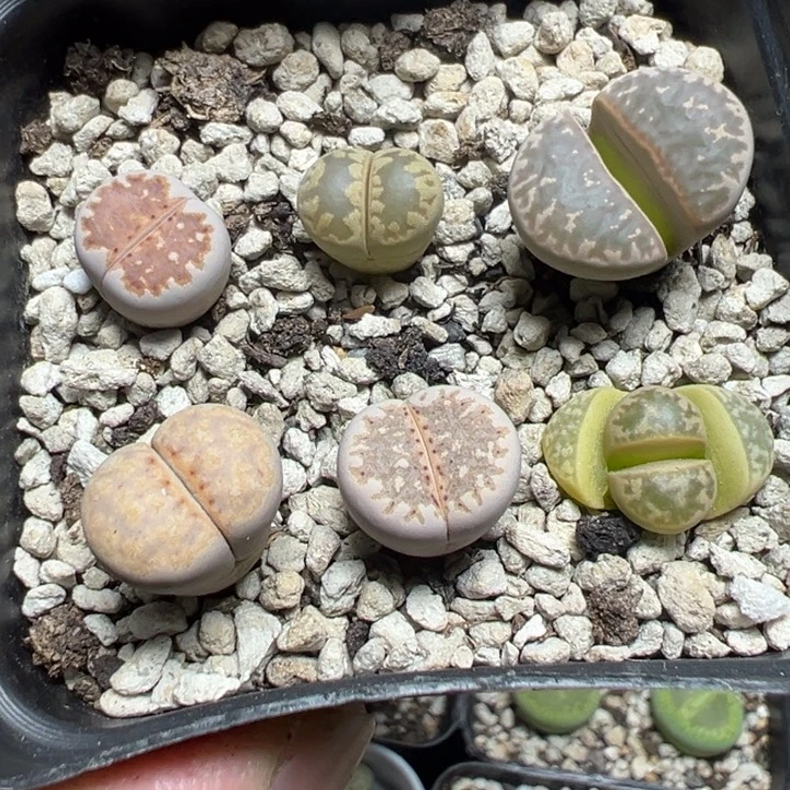 【闪购商品】 1141。