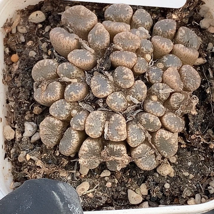 桃喜花园0207-31勋章