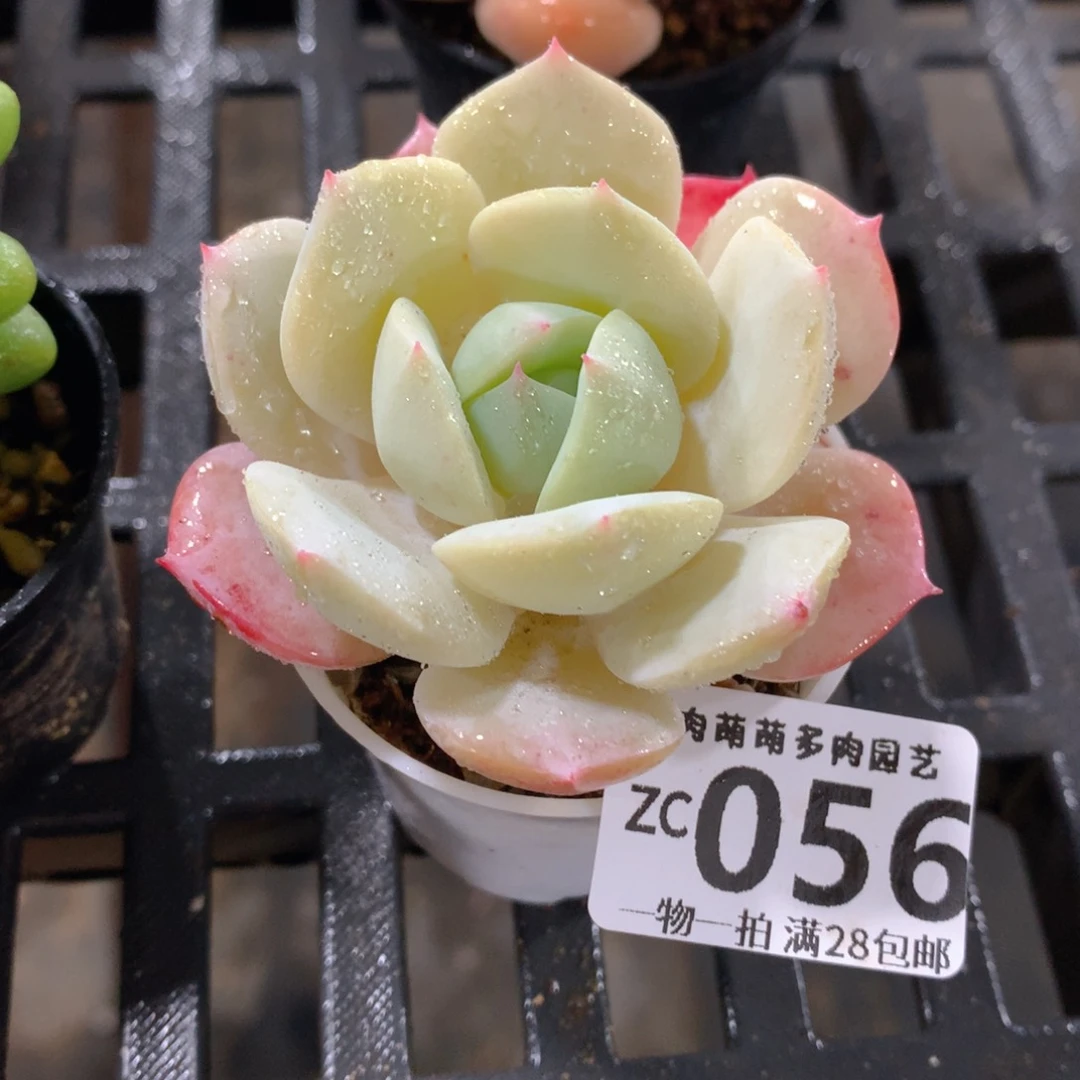 肉萌萌拇指盆精控多肉ZC056
