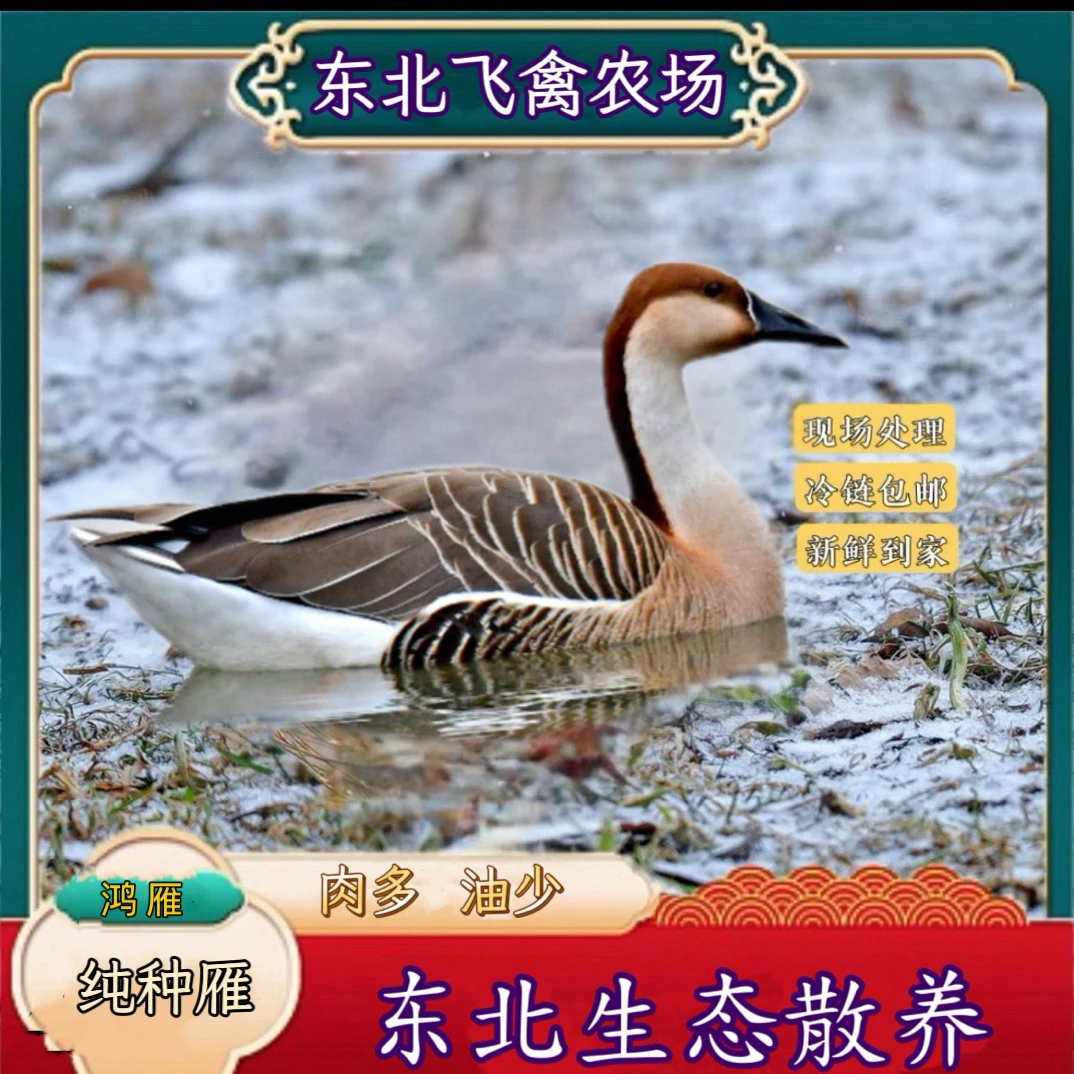 【东北散养】现宰现杀.大  雁肉质鲜美 一年以上老雁红烧美味雁白条