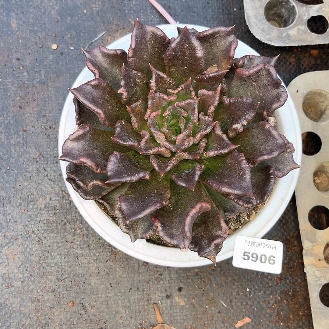 阿雅园艺。     5906黑饺子皮