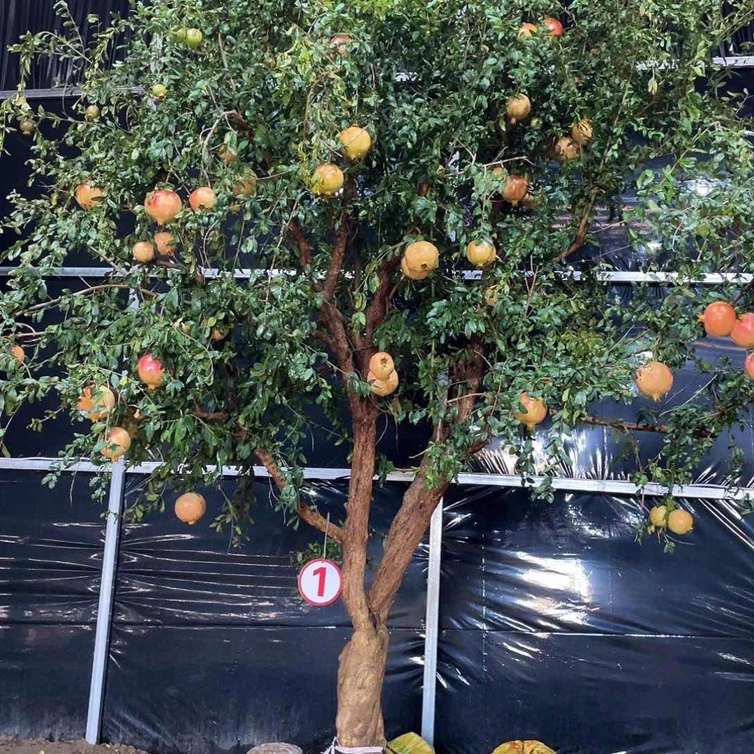 少量花朵（建议范围：2朵-5朵 或40%以下）