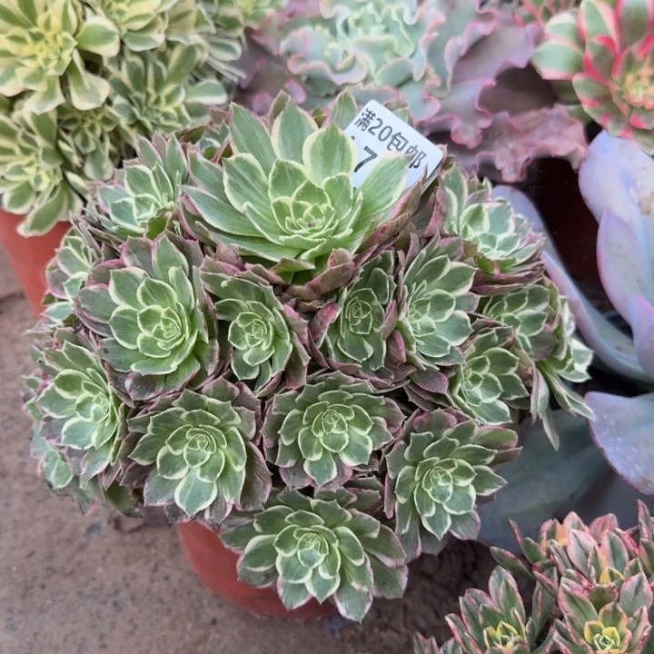 满20包邮，742海王