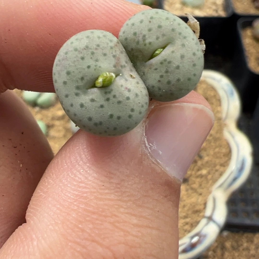 7-87肉锥多肉植物