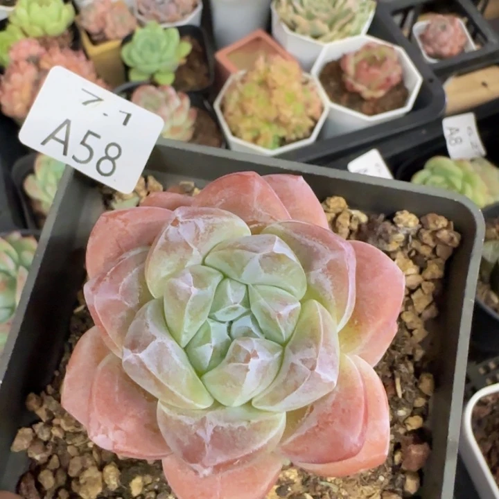 冰玉老桩单头七公分