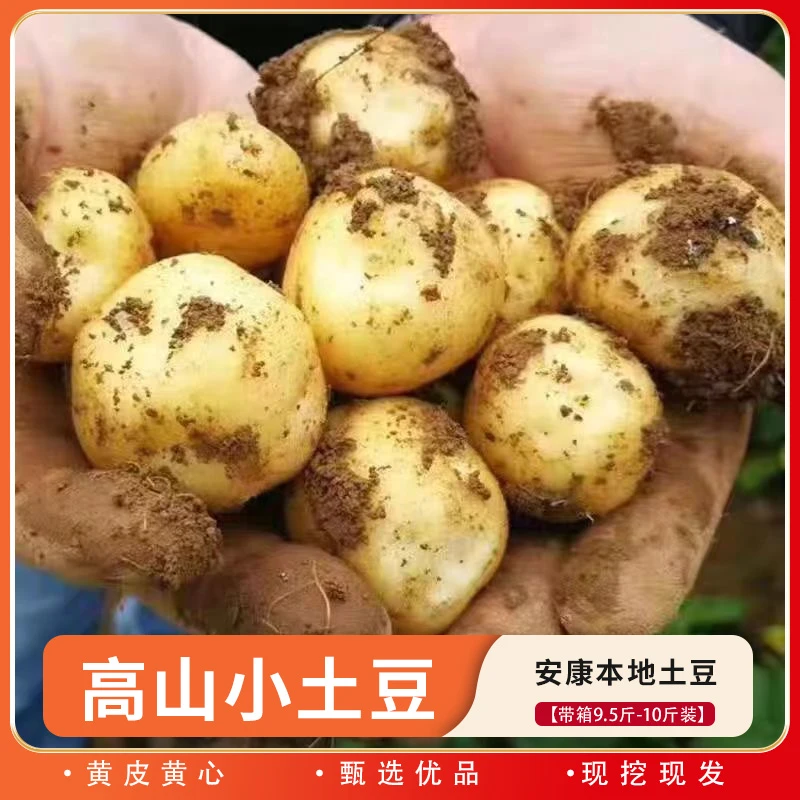安康高山小土豆现挖现发新鲜土豆黄皮黄心新鲜沙面新美味蔬菜