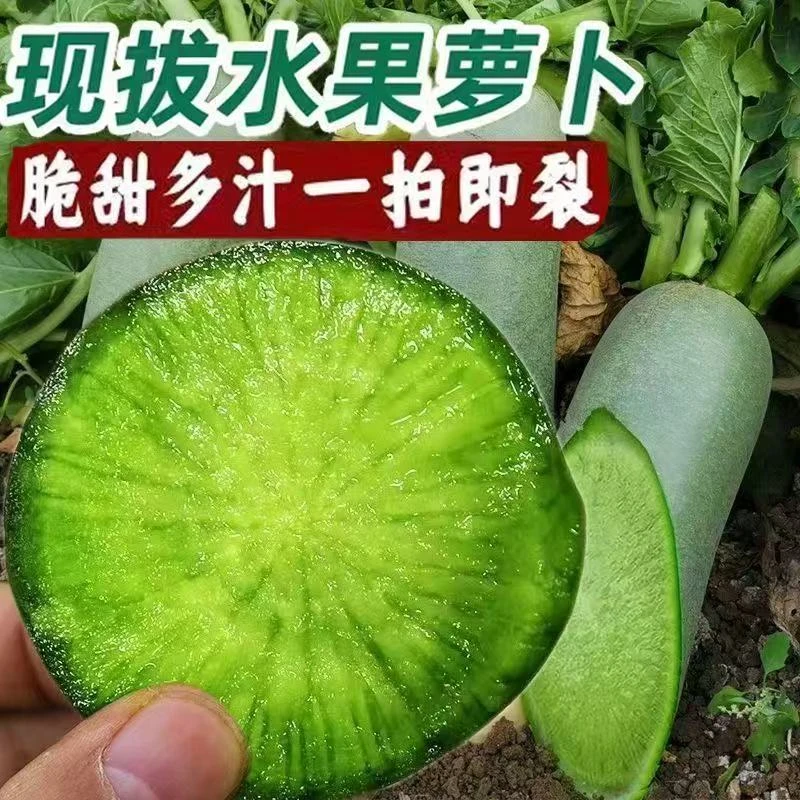 【正宗沙窝萝卜】天星2号（金星）天津沙窝萝卜甘甜酥脆多汁4.5-9斤