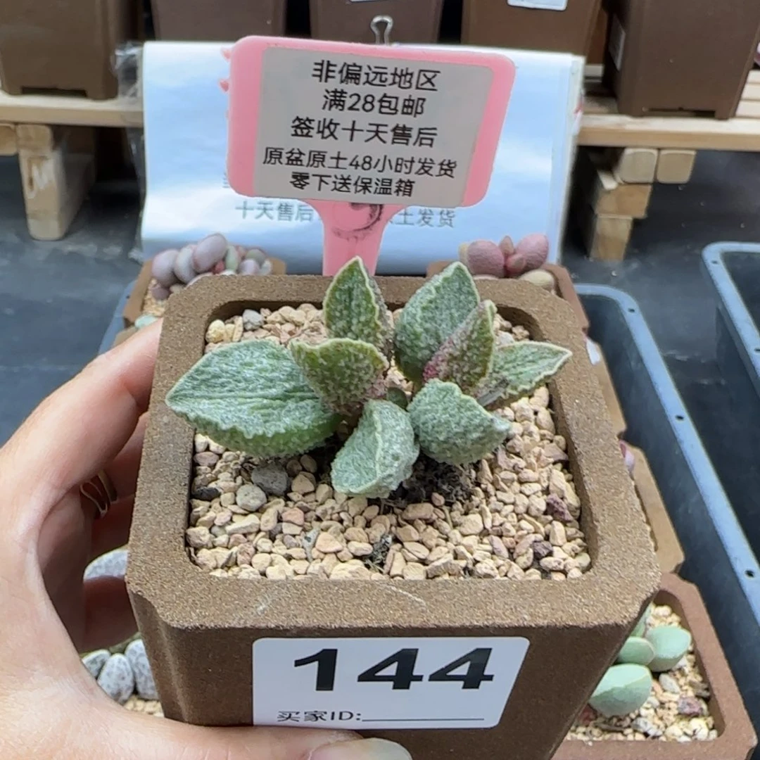 144酒红猪肝多肉植物