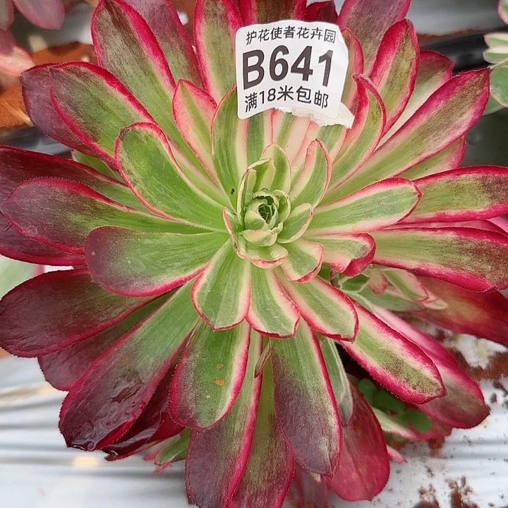 多肉法师孔雀翎朵