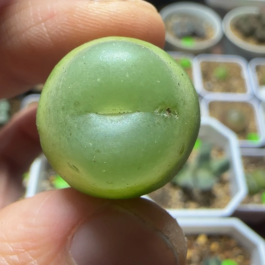 拉登2cm有退瑕疵多肉植物291