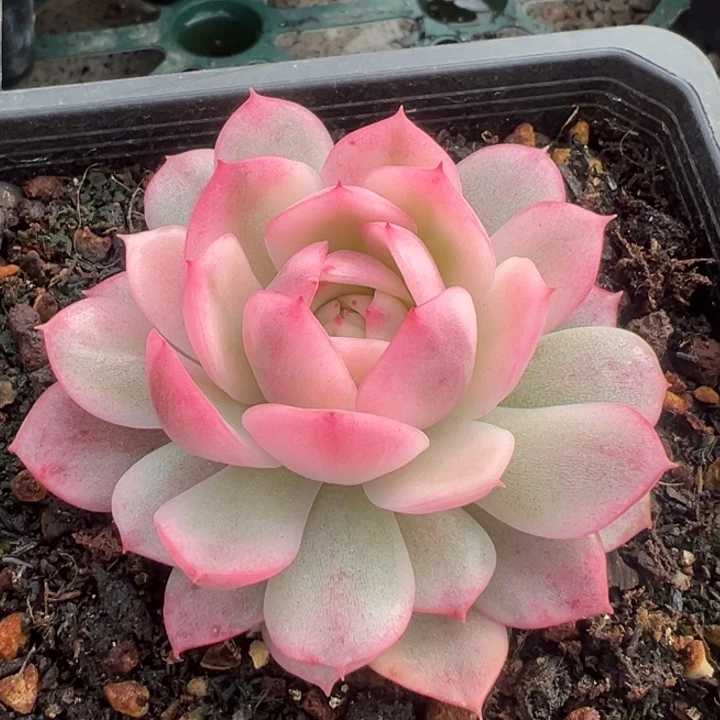 粉水晶锦一物一拍锦龙