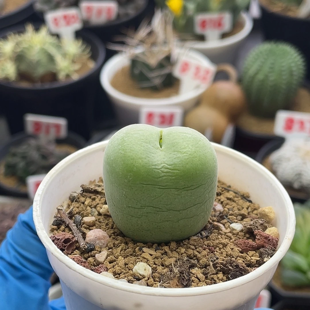 绿苹果翠光玉多肉