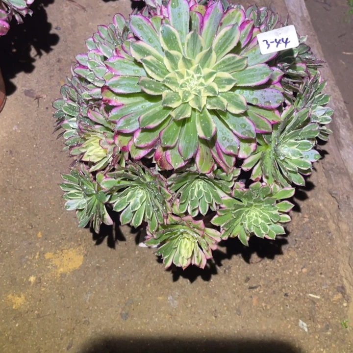 1-3-44天和法师锦