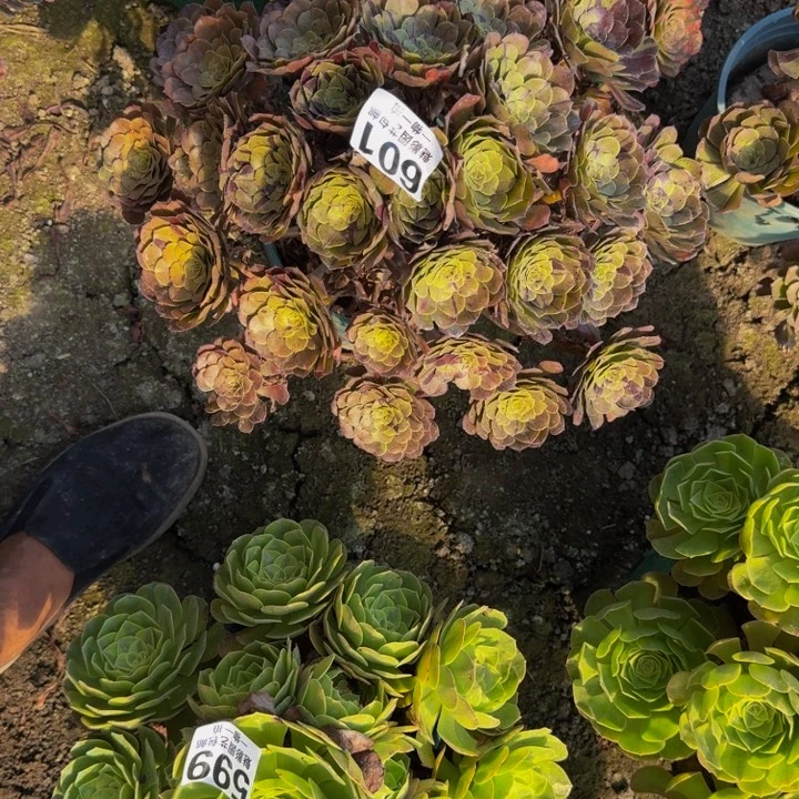 梅花花25-49包邮花花