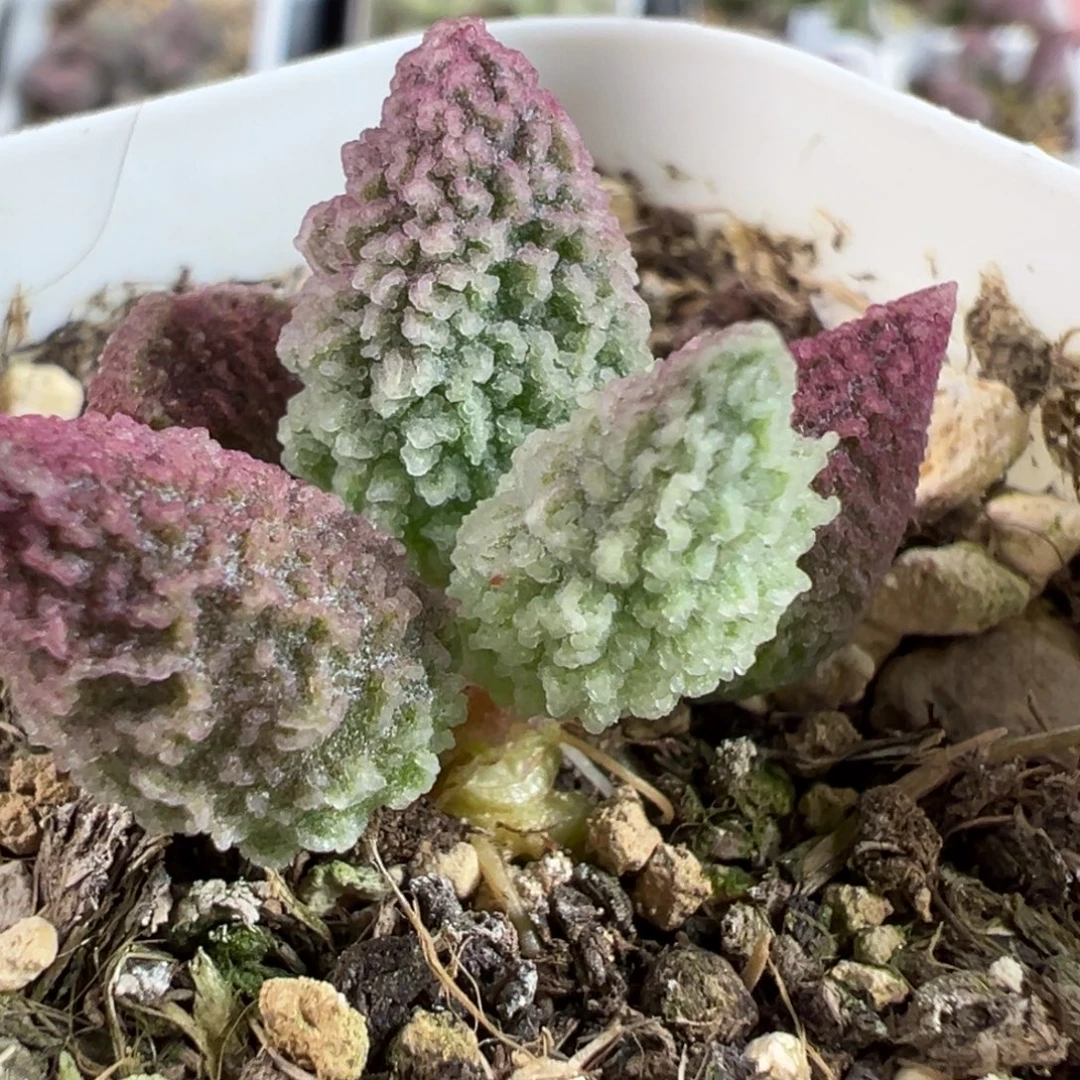 实生新品单头纯木质桩多肉植物