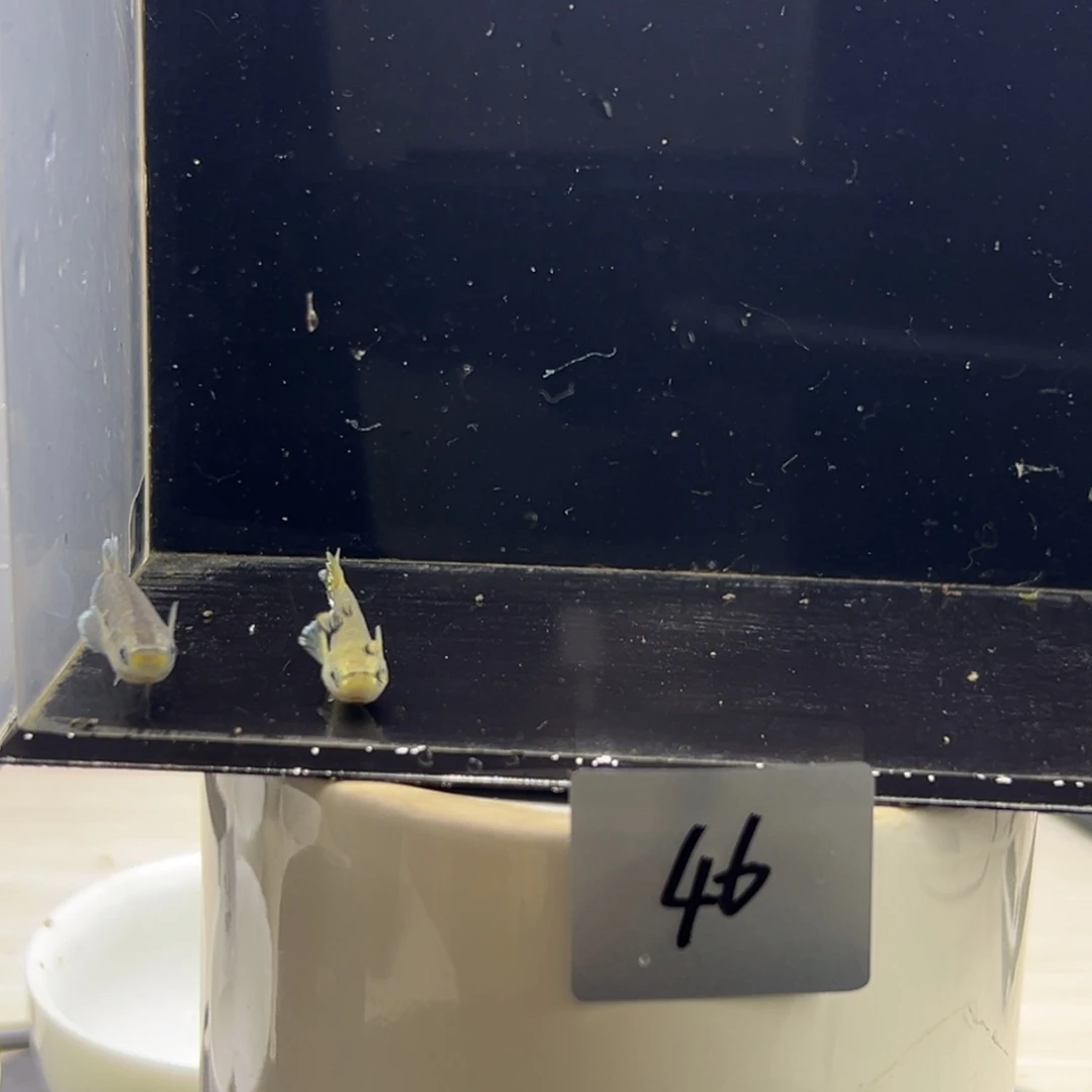 青鳉鱼46。